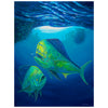 Mahi Mahi - Limited Edition Fine Art Print