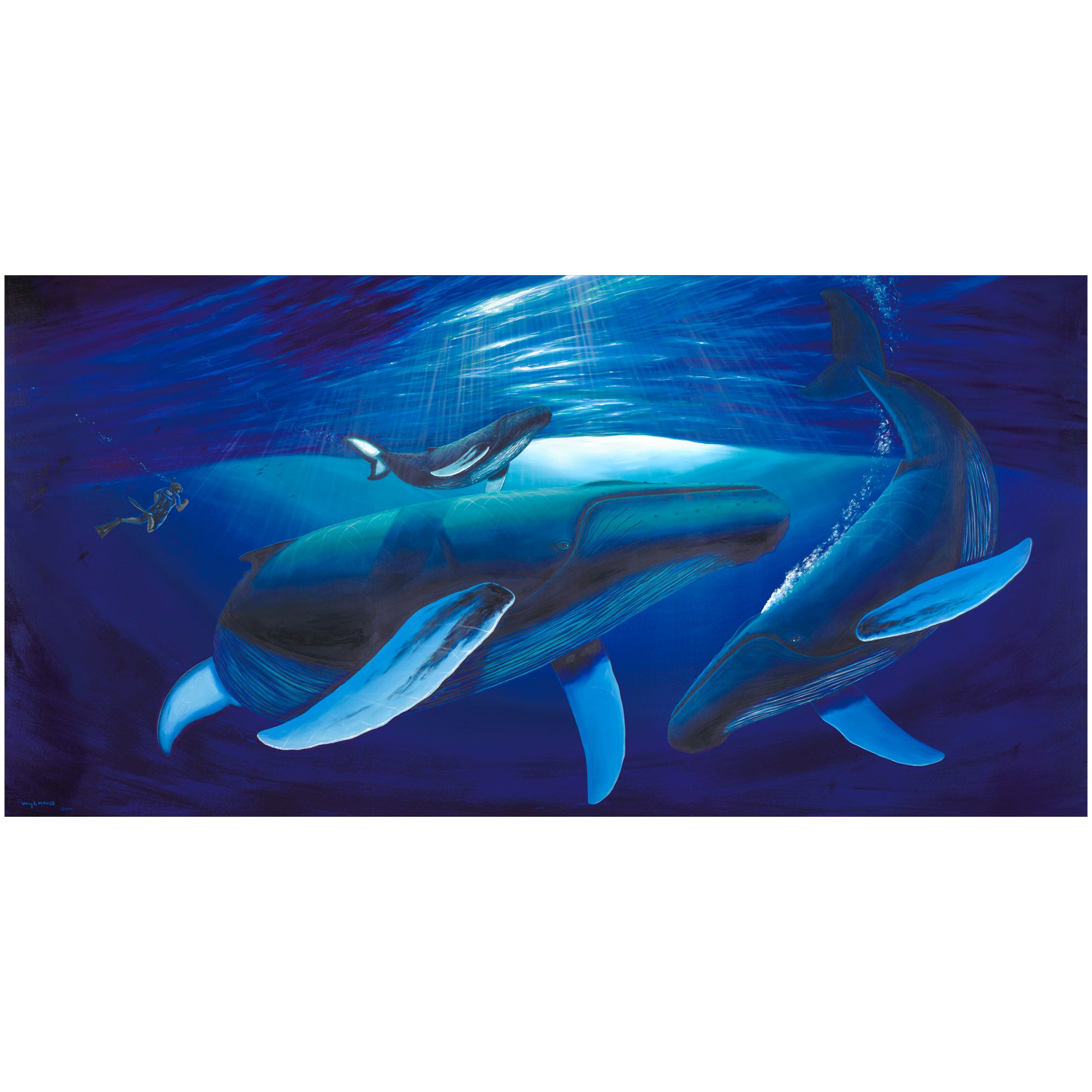 Diving with Great Whales - Limited Edition Fine Art Print